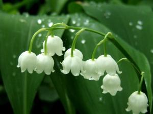 muguet brin