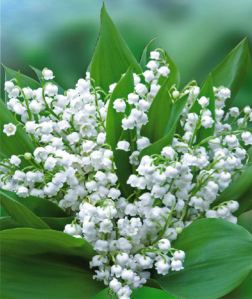 muuguet