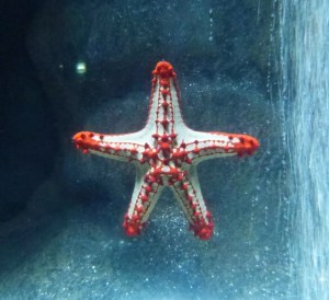 étoile à cornes rouges