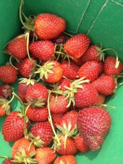fraises cueillette