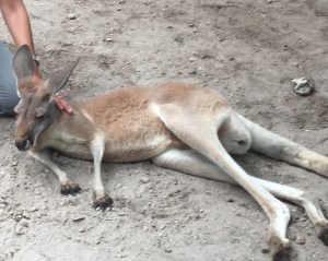 kangourous jungle island