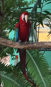 perroquet jungle island